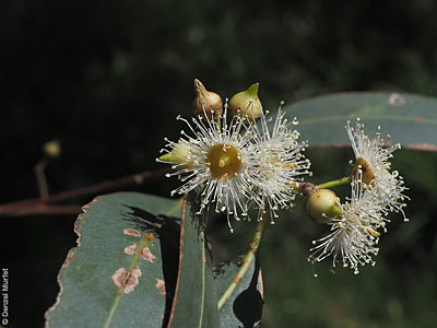 Eucalyptus camaldulensis ssp. camaldulensis f Denzel Murfet Currency Creek